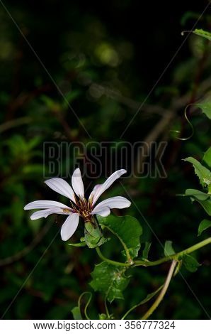 Flower Of Chilean Climbing Gazania Mutisia Ilicifolia. Conguillio National Park. Araucania Region. C