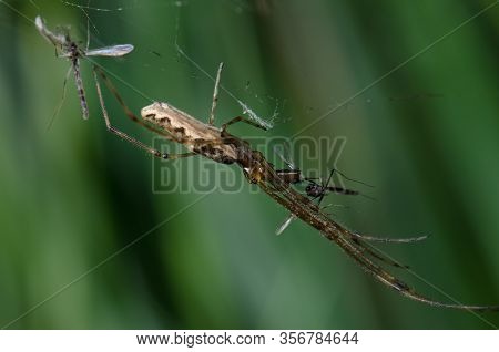 Spider Tetragnatha Extensa With A Prey. Captren Lagoon. Conguillio National Park. Araucania Region. 