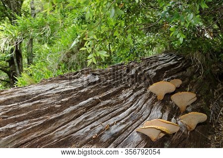 Mushrooms On A Dead Tree In A Forest. Conguillio National Park. Araucania Region. Chile.