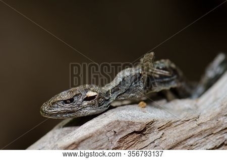 Mummified Orange-bellied Lizard Liolaemus Pictus. Conguillio National Park. Araucania Region. Chile.