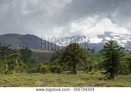 Llaima Volcano Covered By Clouds And Monkey Puzzle Trees Araucaria Araucana. Conguillio National Par