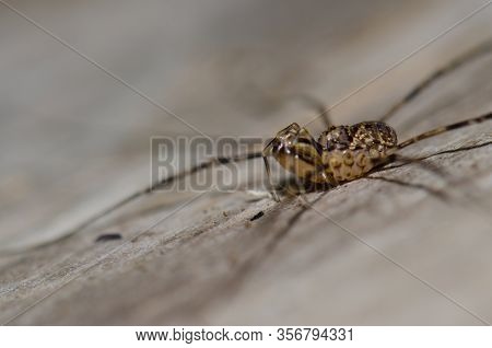 Chilean Tiger Spider Scytodes Globula. Conguillio National Park. Araucania Region. Chile.