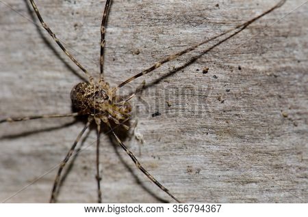 Chilean Tiger Spider Scytodes Globula. Conguillio National Park. Araucania Region. Chile.