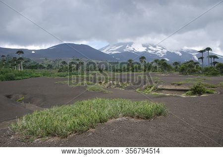 Llaima Volcano Covered By Clouds And Monkey Puzzle Trees Araucaria Araucana. Conguillio National Par