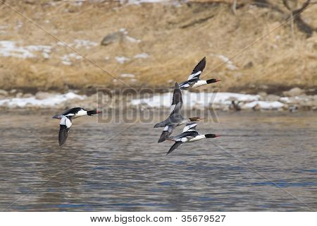 Mergansers ทั่วไป