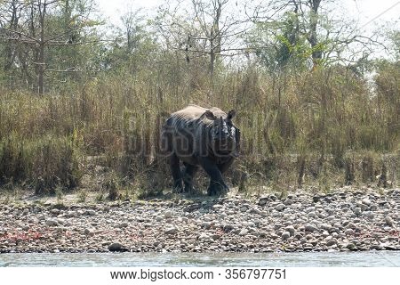 An Endangered One Horned Rhino On A River Bank In Nepal