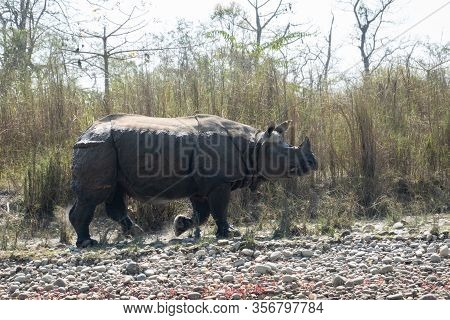 An Endangered One Horned Rhino On A River Bank In Nepal
