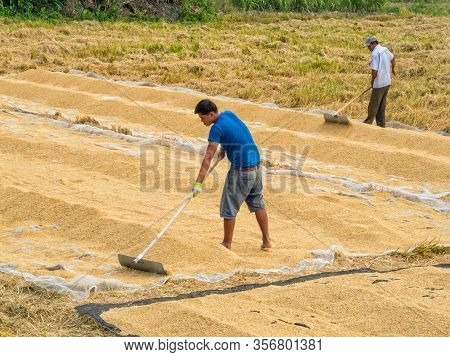 Long Xuyen, Vietnam - February 3, 2016: Two Laborers Turn Over Paddy For Drying In The Sun