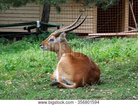 The Kafue Lechwe (kobus Leche Kafuensis), Der Letschwe Or Lici Antilopa