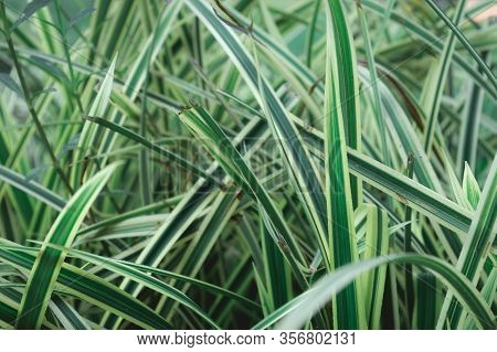 Green Plant Leaf Abstract Background. Textured Effect. Blades Of Grass In Lush Green Meadow. Natural