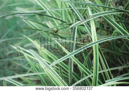 Green Plant Leaf Abstract Background. Textured Effect. Blades Of Grass In Lush Green Meadow. Natural