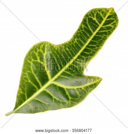Codiaeum Variegatum (garden Croton Or Variegated Croton) Foliage, Croton Leaf Isolated On White Back