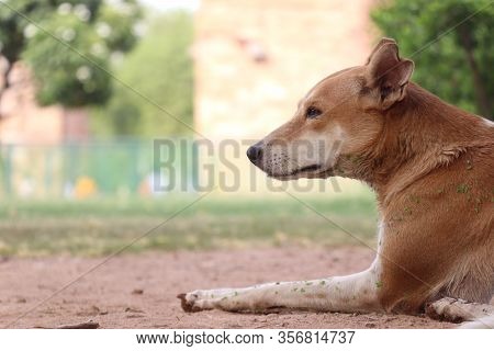 Golden Dog Laying Seating In Park With Bokeh Background