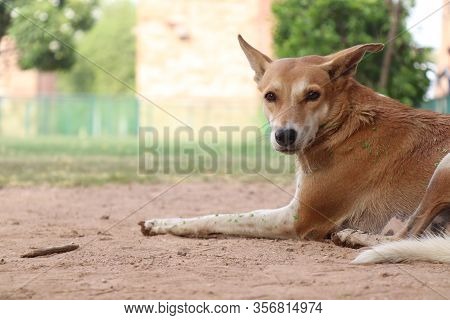 Golden Dog Laying Seating In Park With Bokeh Background