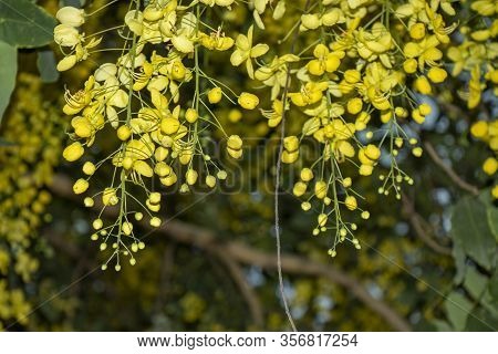 Beautiful Yellow Blooming Yellow Flower In Garden