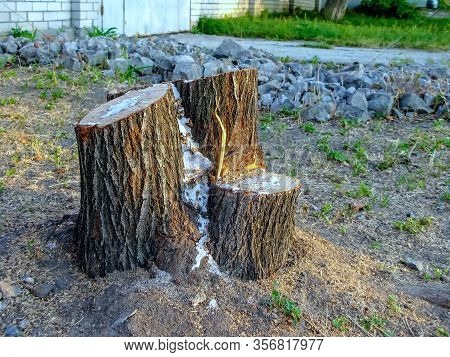 Sawn Tree And The Remaining Stump Of It. Remains Of The Sawn Trunk. Chainsaw Marks On A Stump. Envir