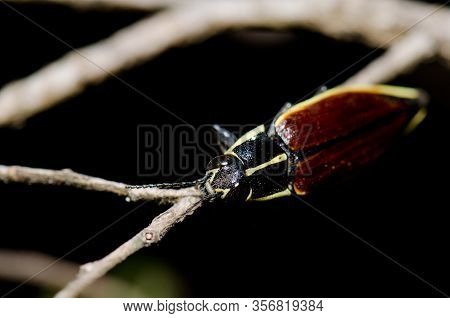 Beetle Epistomentis Pictus On A Branch. Conguillio National Park. Araucania Region. Chile.