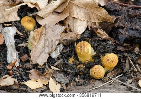 Mushrooms On The Ground Of The Conguillio National Park. Araucania Region. Chile.