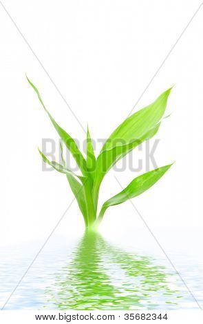 planta joven. Aislamiento en blanco