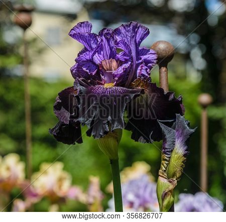 Iris Germanica. Closeup Of Flower Bearded Iris 