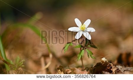 Spring White Flowers In The Grass Anemone (isopyrum Thalictroides)