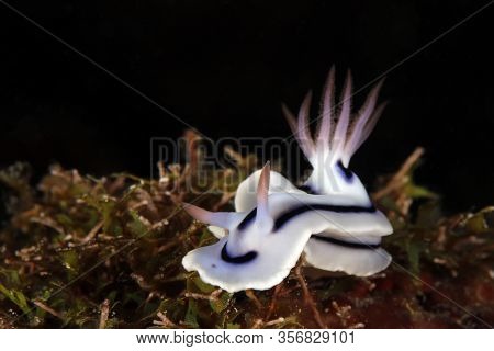 Chromodoris Lochi Nudibranch On A Coral. Mommon, West Papua, Indonesia