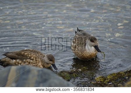 Patagonian Crested Ducks Lophonetta Specularioides Specularioides Feeding On Algae. Puerto Natales. 