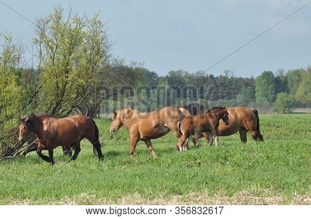 Workhorse. Grazing In The Pasture. Meadow In The Valley Of The Bug.