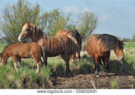 Workhorse. Grazing In The Pasture. Meadow In The Valley Of The Bug.