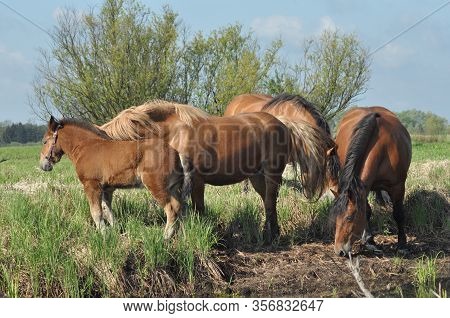 Workhorse. Grazing In The Pasture. Meadow In The Valley Of The Bug.