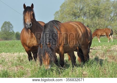 Workhorse. Grazing In The Pasture. Meadow In The Valley Of The Bug.