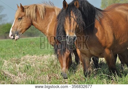 Workhorse. Grazing In The Pasture. Meadow In The Valley Of The Bug.