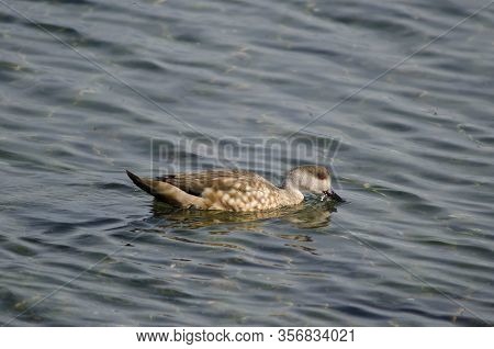 Patagonian crested duck Lophonetta specularioides specularioides feeding. Puerto Natales. Magallanes and Chilean Antarctic Region. Chile.