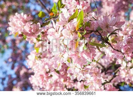 Pink Spring Blossom. Blooming Branches In The Garden. Close-up.