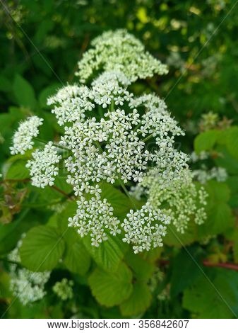 Apiaceae Family. Goutweed Ordinary. Aegopodium Podagraria Commonly Called Ground Elder, Herb Gerard,