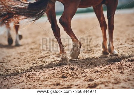 A Blurry Image Of A Galloping Horse With Selective Focus, Its Tail Fluttering In The Wind And Its Ho
