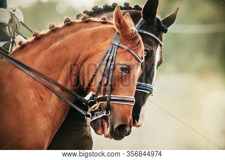 Two Beautiful Racehorses, Looking Like Antipodes, Ride Together At Sporting Events On A Bright Day.