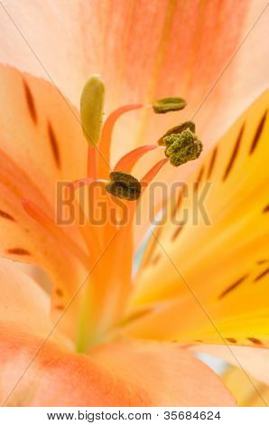 Alstroemeria / isolamento fiore bianco