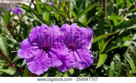 Two Beautiful Violet Flowers At Fresh Green Bush In Sunny Day. Lilac Color Twins Blossoms Closeup On