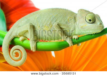 꽃에 카멜레온입니다. 화이트에 격리