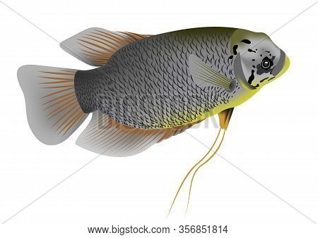 Illustration Of A Giant Gourami, Osphronemus Goramy