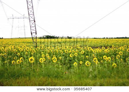 Wide Field Of Sunflowers. The Summertime Landsape