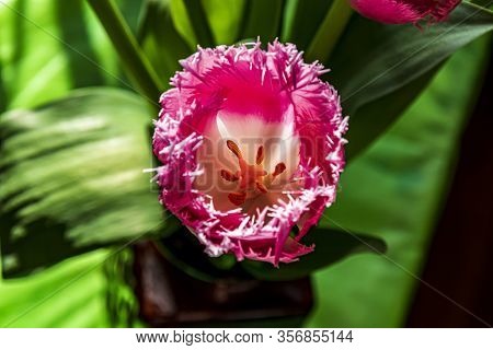 Pink Flower Of Fancy Frills Fringed Tulip Closeup