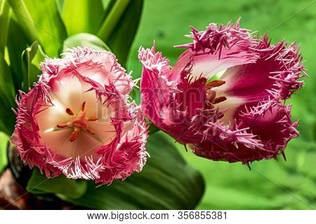 Pink Flowers Of Fancy Frills Fringed Tulips Closeup