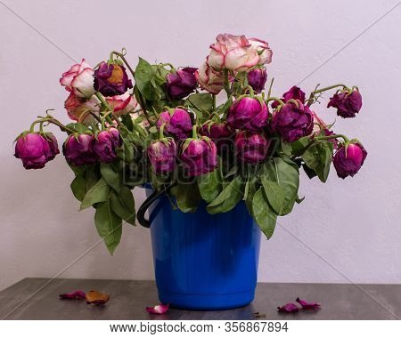 Dry Multi-colored Roses In A Bucket Or Container In Front Of A Light Wall. Withered Rose Petals Fell