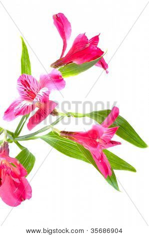 Alstroemeria / isolamento fiore bianco