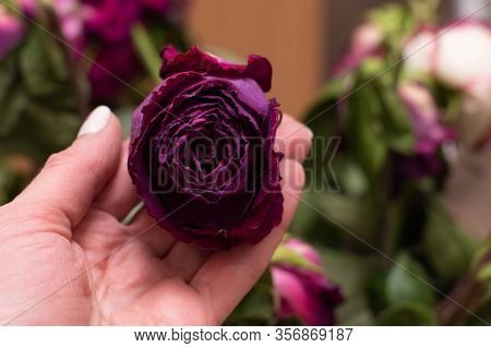 A Dried Pink Rose Flower Holds In His Hand Against The Background Of Other Multicolor Roses. Selecti