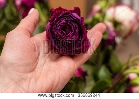 A Dried Pink Rose Flower Holds In His Hand Against The Background Of Other Multicolor Roses. Selecti