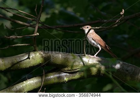 Nightingale (luscinia Megarhynchos) With An Insect In His Beak, Small Thrush Passerine Bird Nighting
