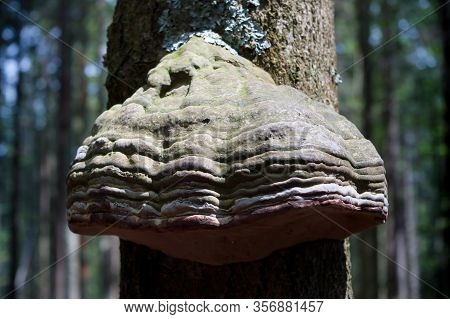 A Bumpy Sponge Called Trouncatex. Latin Name Fomes Fomentarius, This Woodpecker Grows On Tree Trunks